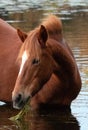 Red bay wild horse stallion feeding on eel grass in the Salt River near Mesa Arizona USA Royalty Free Stock Photo