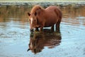 Red bay wild horse stallion grazing on eel grass in the Salt River near Phoenix Arizona USA Royalty Free Stock Photo