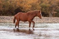 Red bay wild horse stallion walking across the Salt River near Phoenix Arizona USA Royalty Free Stock Photo