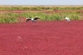 Red Beach of Panjin in China