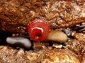 Red Beadlet Anemone on a Rock