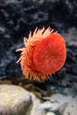 Red Beadlet Anemone sticking to a glass window in an aquarium in Copenhagen. Close view at beautiful marine biology. Beautiful