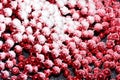 Red beads in snow Royalty Free Stock Photo