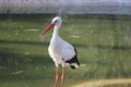 Red Beak Egret