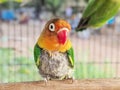 Red beak multi colour Love Bird in the cage Royalty Free Stock Photo