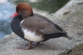 A red beak small eyed duck sits quite on the shore of a pond. Beak is bent a little and this avian has brown head