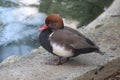 A red beak small eyed duck sits quite on the shore of a pond. Beak is bent a little and this avian has brown head