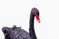 Red-beaked black swan isolated on white background and selective focus. Royalty Free Stock Photo