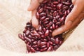 Red bean in expert farmer`s hand Royalty Free Stock Photo