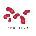Red Bean , Infographic Illustration With Realistic Pod-Bearing Legumes Plant And Its Name