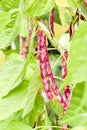 .Red bean kidney growing in a natural bio garden. Selective focus Royalty Free Stock Photo