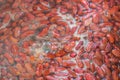 Red beans are boiled Royalty Free Stock Photo