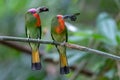 Red-bearded Bee-eater birds hold their prey waiting to feed their babies.