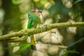 Red-bearded Bee-eater