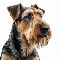 Red bearded dog breed Airedale Terrier portrait isolated on white close-up, Royalty Free Stock Photo