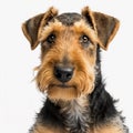 Red bearded dog breed Airedale Terrier portrait isolated on white close-up, Royalty Free Stock Photo