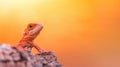 A Red Bearded Dragon Lizard on Rock at Sunset Royalty Free Stock Photo
