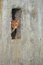 Red cat climbs out of the window in the yellow wall