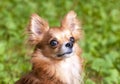Red beautiful chihuahua dog portrait