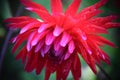 Red Beautiful Flower Namely Georgina or Dahlia