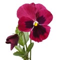 Red beautiful flower pansy with a bud isolated Royalty Free Stock Photo
