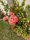 Red beautiful flowers in the garden. Summer coming.