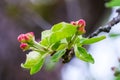 Red beautiful flowers tree blooming early spring, backgroung blured. High quality photo Royalty Free Stock Photo