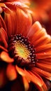 Red beautiful gerbera, daisy flower close up. Vertical macro picture, natural romantic floral background, greeting card Royalty Free Stock Photo