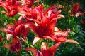 Red beautiful large lily field flowers Royalty Free Stock Photo