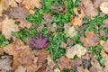 Red beautiful leaf among many dead leaves on background of grass. autumn background. concept of individuality Royalty Free Stock Photo