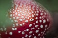 red beautiful mushroom fly agaric growing in the forest close-up Royalty Free Stock Photo