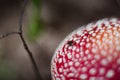 red beautiful mushroom fly agaric growing in the forest close-up Royalty Free Stock Photo