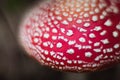 red beautiful mushroom fly agaric growing in the forest close-up Royalty Free Stock Photo