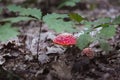 red beautiful mushroom fly agaric growing in the forest close-up, oak forest Royalty Free Stock Photo