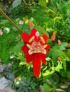Red and beautiful passion flower