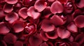 Red beautiful passionate fresh rose petals, love romantic valentine\'s day flowers