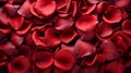 Red beautiful passionate fresh rose petals, love romantic valentine\'s day Royalty Free Stock Photo