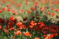 Red beautiful poppies background, maltese peprina