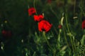 Red beautiful poppies on a spring meadow. Detailed photo.