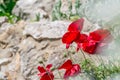 Red beautiful poppy flower in garden Royalty Free Stock Photo