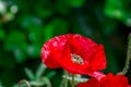 Red beautiful poppy flower in garden Royalty Free Stock Photo