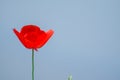 Red beautiful poppy flower in garden Royalty Free Stock Photo