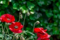 Red beautiful poppy flower in garden Royalty Free Stock Photo