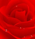 Red beautiful rose background