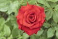 Red Beautiful Rose On A Green Background Of Leaves. Beauty Valentine Love Flower. Romance Summer Background