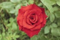 Red Beautiful Rose On A Green Background Of Leaves. Beauty Valentine Love Flower. Romance Summer Background
