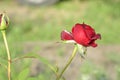 Red beautiful rose on the home flowerbed