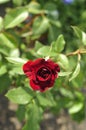 Red beautiful rose on the home flowerbed