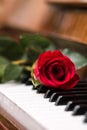 Red beautiful rose on piano keyboard. Royalty Free Stock Photo