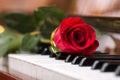 Red beautiful rose on piano keyboard. Royalty Free Stock Photo